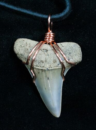 Fossil Mako Tooth Necklace #4701